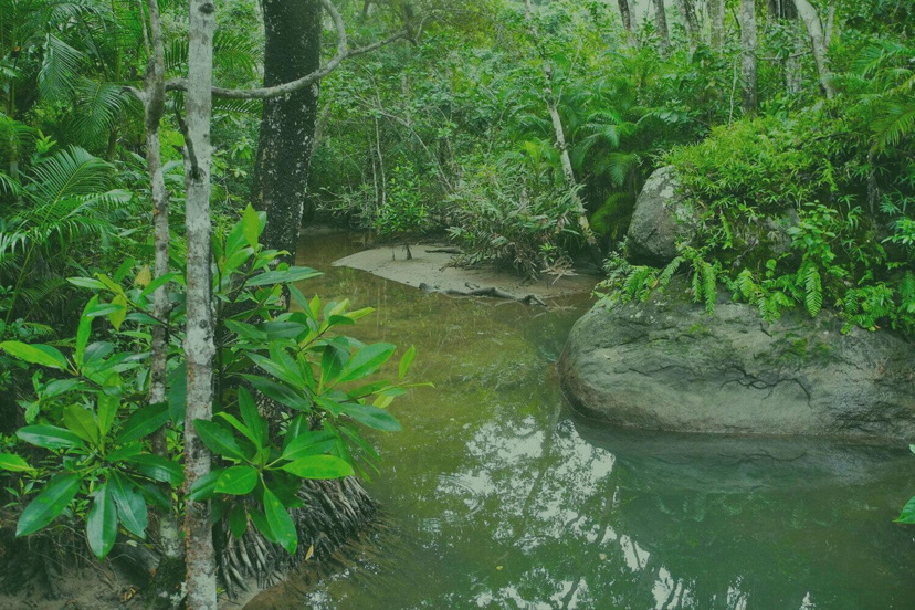 A water body flowing through a forest.