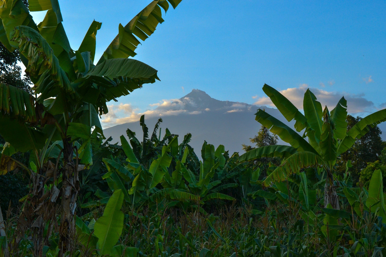 Matooke and a mountain peak.