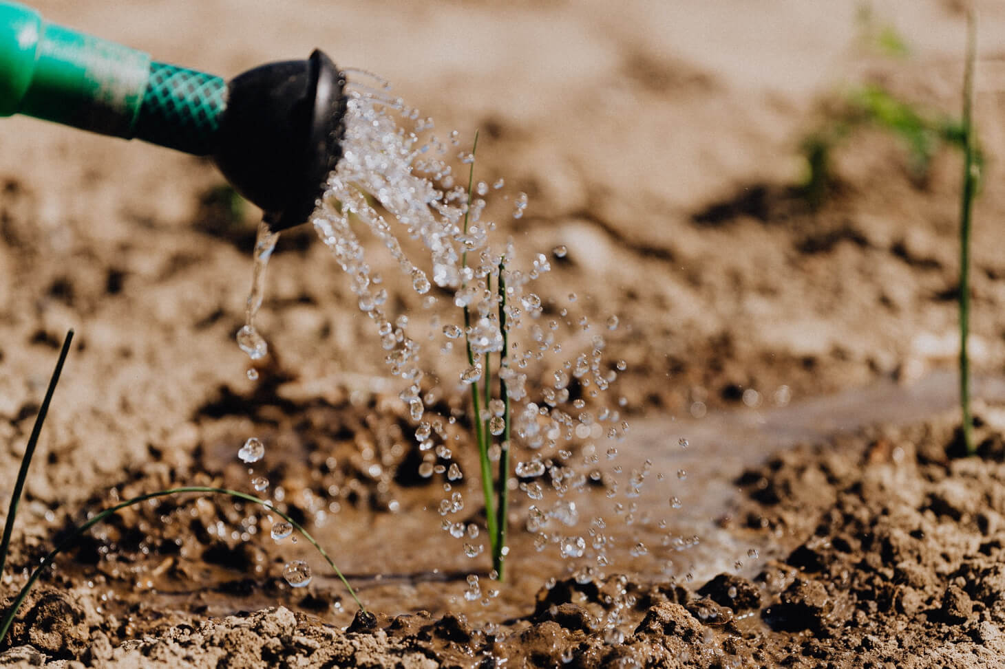 Watering a seedling.